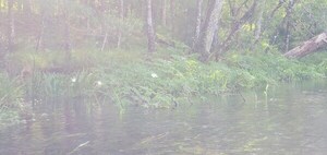 [Spider lilies, 10:29:38, 29.9828545, -82.7603303]