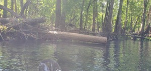 [More sawed stumps, 11:16:30, 29.9627770, -82.7672320]