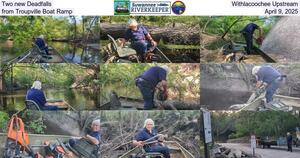 [Two new Deadfalls, Withlacoochee Upstream from Troupville Boat Ramp, April 9, 2025]