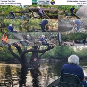 [Two new Deadfalls, Withlacoochee Upstream from Troupville Boat Ramp, April 9, 2025]