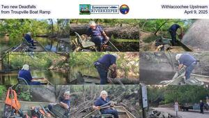 [Two new Deadfalls, Withlacoochee Upstream from Troupville Boat Ramp, April 9, 2025]
