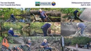 [Two new Deadfalls, Withlacoochee Upstream from Troupville Boat Ramp, April 9, 2025]