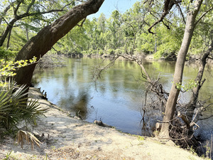 [Holly Point other, Withlacoochee River @ NE Withla Bluffs Way 2025-04-10]