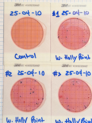 [Plates, Holly Point 2025-04-10]