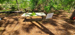 [Invasive Plants, 2025-04-12, A Day in the Woods, GFEC --jsq for WWALS]