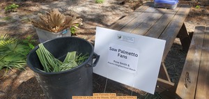 [Saw Palmetto Fans, 2025-04-12, A Day in the Woods, GFEC --jsq for WWALS]