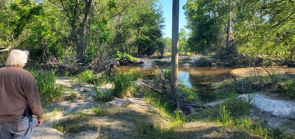 [Geese in Sugar Creek at the WaterGoat, 09:55:00, 30.8618548, -83.3188441]