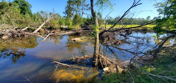 [Logjam on Sugar Creek, 10:00:48, 30.8633511, -83.3192572]