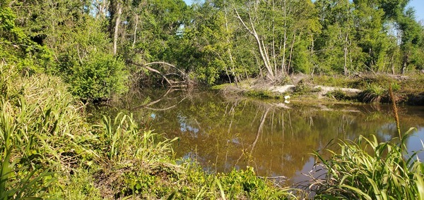 Sugar Creek Confluence with the Withlacoochee River, 10:03:12, 30.8633650, -83.3194038