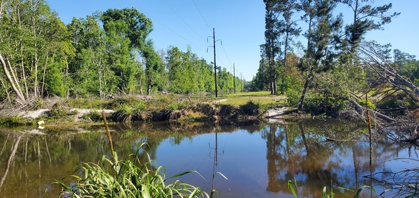 [Power Line below logjam, 10:03:18, 30.8634200, -83.3195300]