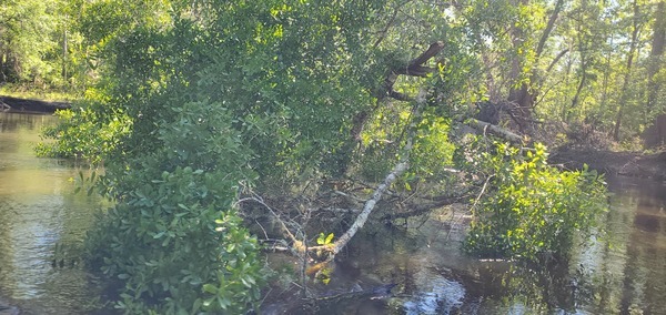 [Fresh deadfall, 11:12:37, 30.8463103, -83.3475071]
