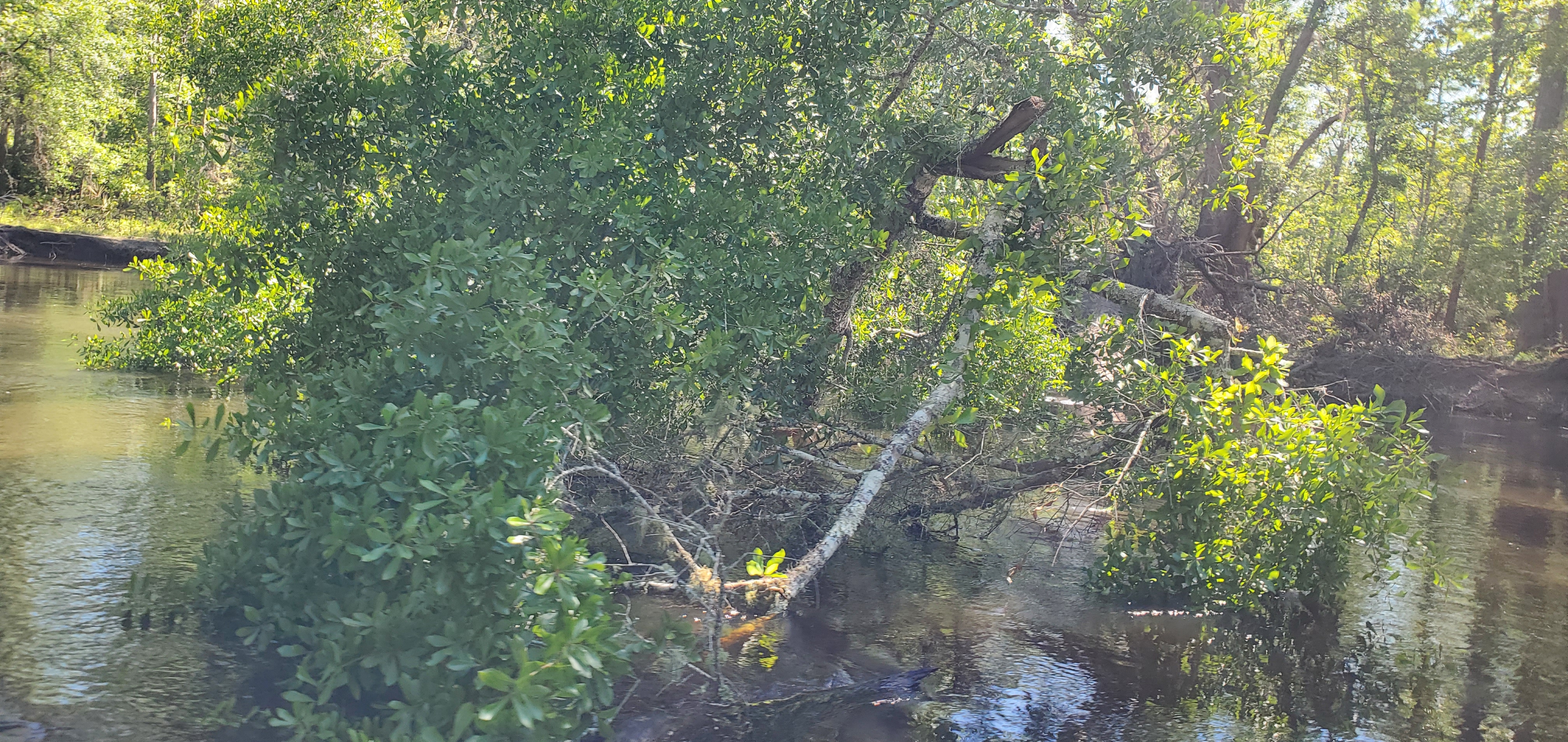Fresh deadfall, 11:12:37, 30.8463103, -83.3475071