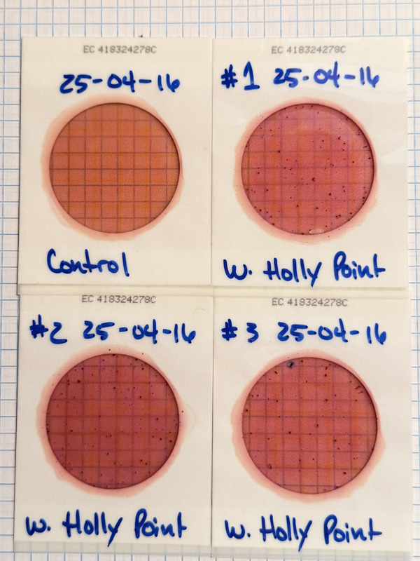 Plates, Holly Point 2025-04-16