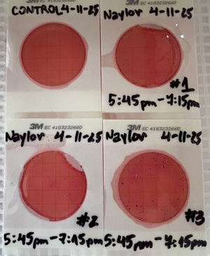[Plates, Naylor Park Beach 2025-04-11]