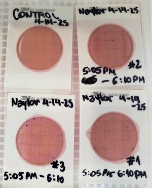 [Plates, Naylor Park Beach 2025-04-14]