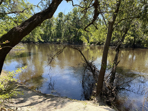 [Holly Point other, Withlacoochee River @ NE Withla Bluffs Way 2025-04-16, 2025:04:16 14:53:36, 30.4137778, -83.2069167]