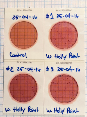 [Plates, Holly Point 2025-04-16]