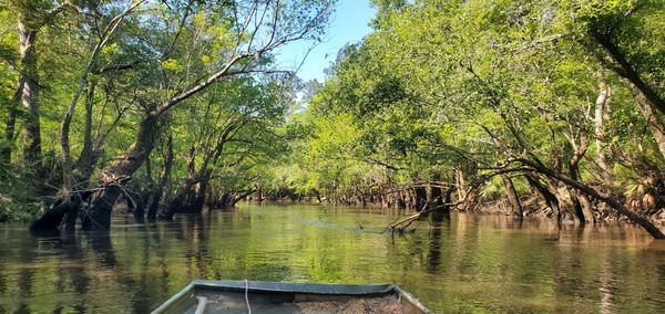 [Nice and shady on the Little River, 10:21:58, 30.8504725, -83.3484365]
