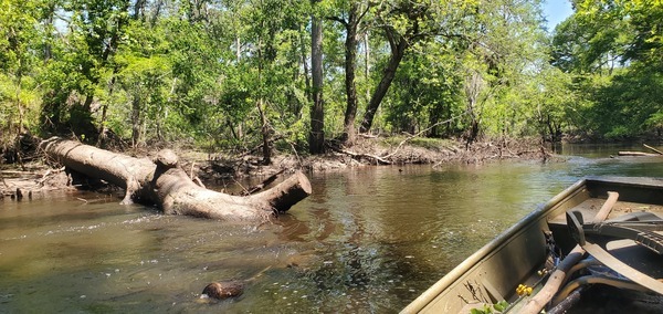 [Previously sawed deadfall, 12:38:11, 30.8558126, -83.3292629]