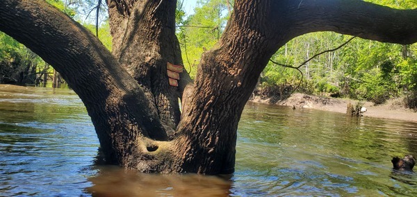 [Viewpoint past Little River Confluence signs, 15:14:53, 30.8470549, -83.3475798]