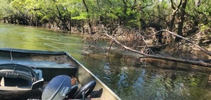 [Pine deadfall not in the way on the Little River, 10:22:40, 30.8504725, -83.3484365]