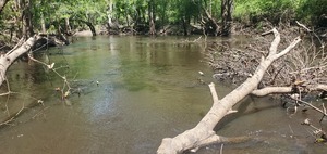 [Closeup Deadfall, 12:10:56, 30.8540079, -83.3375611]