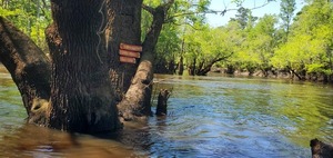 [Little River upstream past Little River Confluence signs, 15:14:55, 30.8470549, -83.3475798]