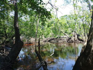 [Another deadfall upstream, 14:25:42, 30.8602222, -83.3251806 --Phil Royce]