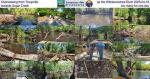 [Chainsawing from Troupville up the Withlacoochee River 2025-04-18, towards Sugar Creek, too many for one day]