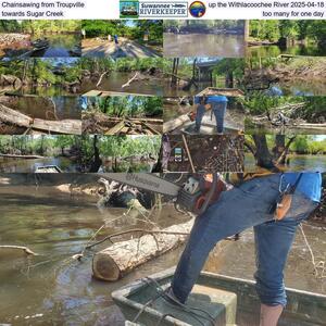 [Chainsawing from Troupville up the Withlacoochee River 2025-04-18, towards Sugar Creek, too many for one day]