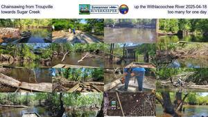 [Chainsawing from Troupville up the Withlacoochee River 2025-04-18, towards Sugar Creek, too many for one day]