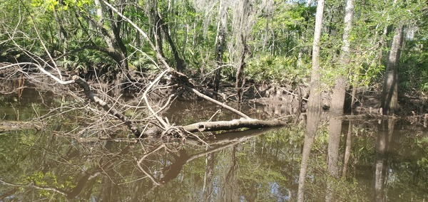 [Log across, 10:51:39, 30.8699171, -83.3207398]