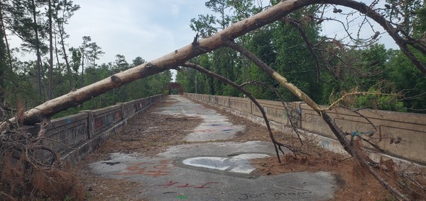 Deadfall and grafitti on Hillman Bridge, 2025:04:22 09:59:52, 30.3862787, -83.1750305