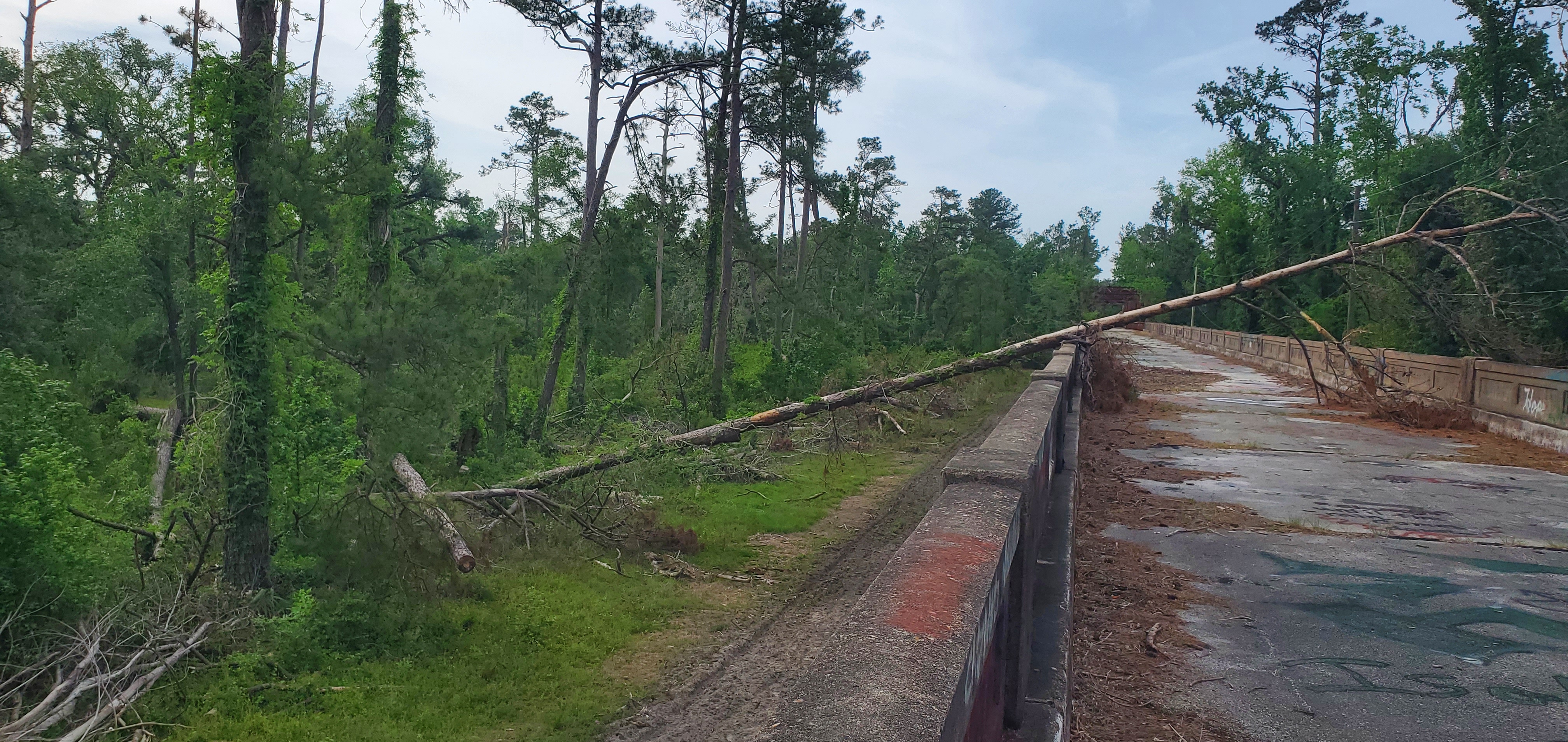 Deadfall on Hillman Bridge, 2025:04:22 09:59:29, 30.3862787, -83.1750305