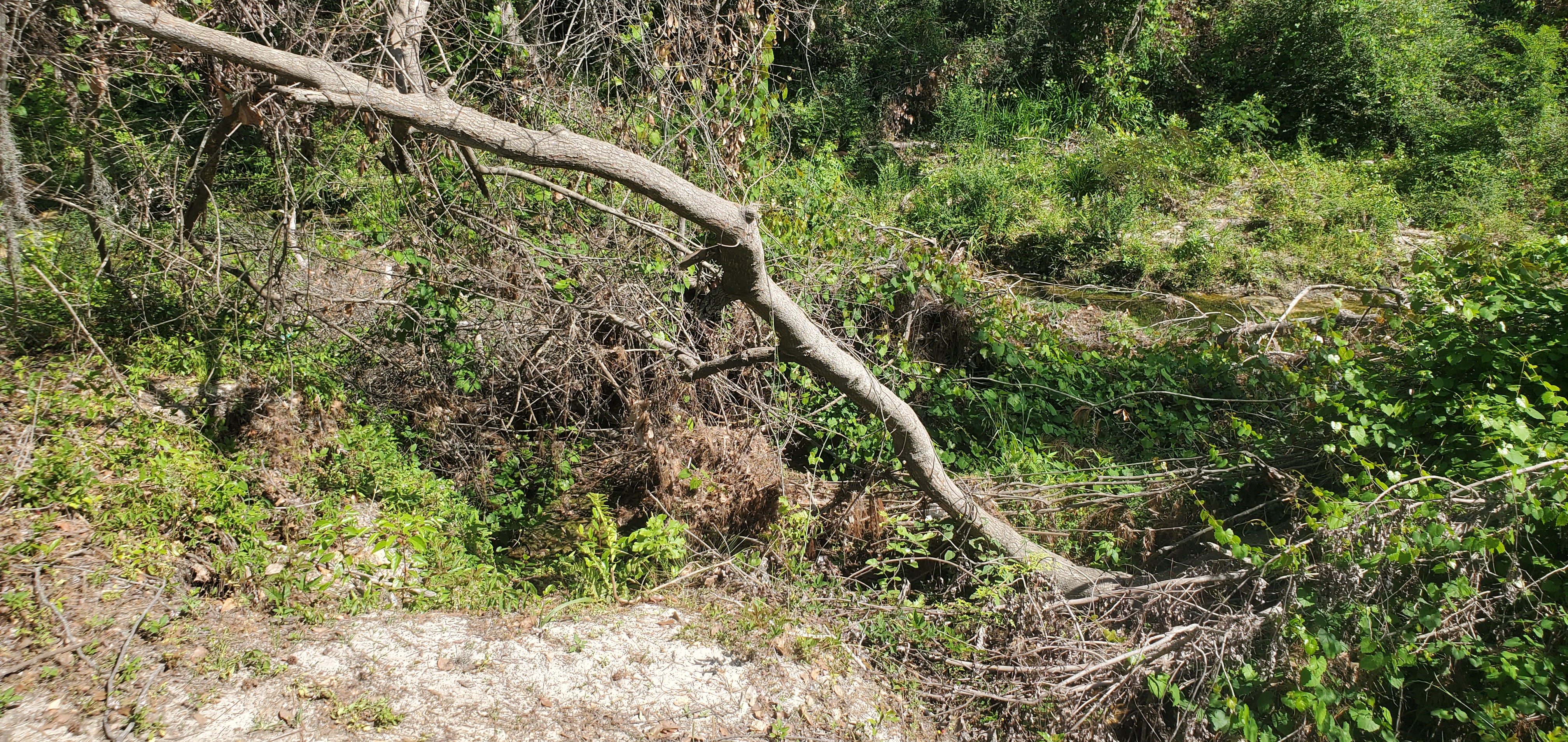 Down to One Mile Branch, 10:51:42, 30.8431222, -83.2985194