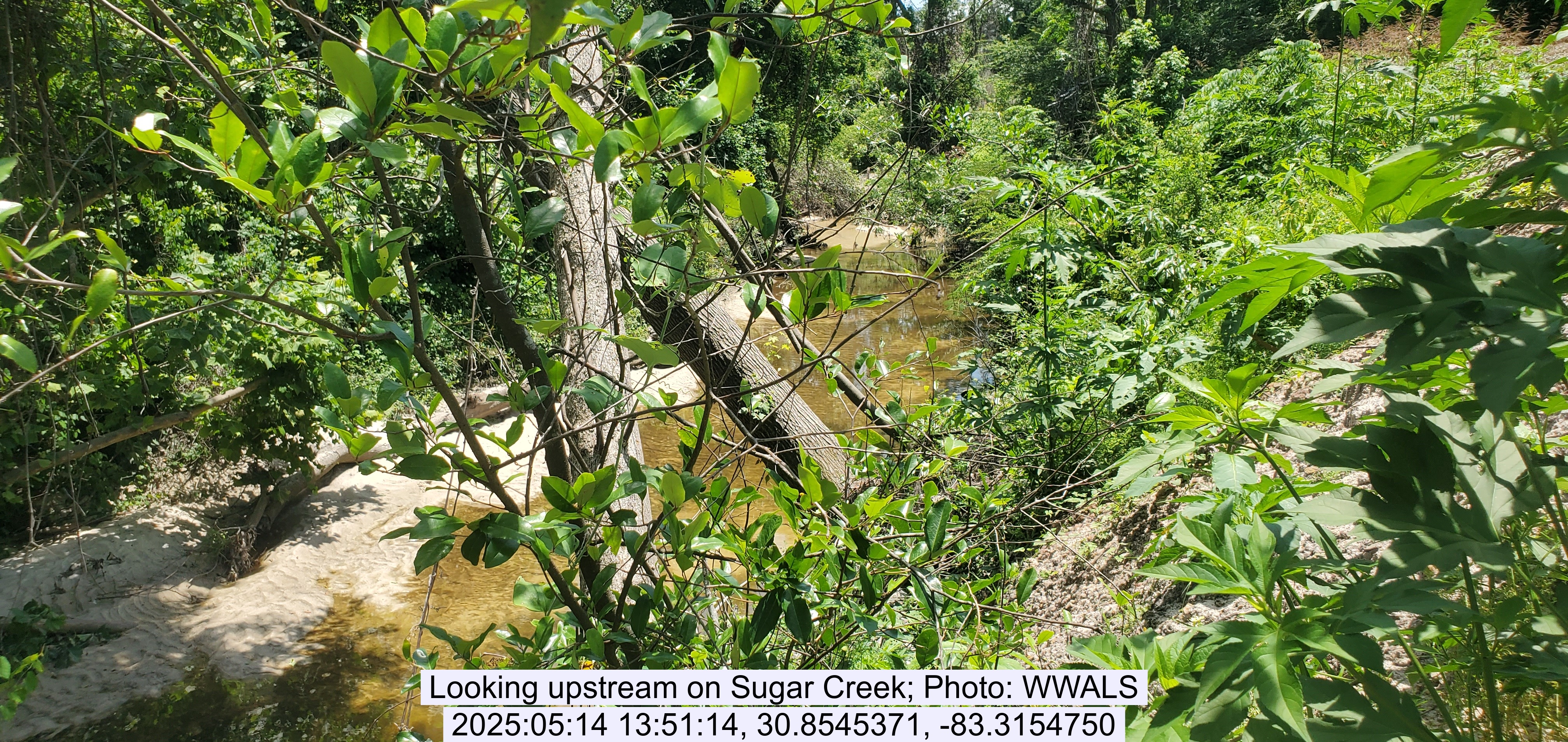 Looking upstream on Sugar Creek, 2025:05:14 13:51:14, 30.8545371, -83.3154750