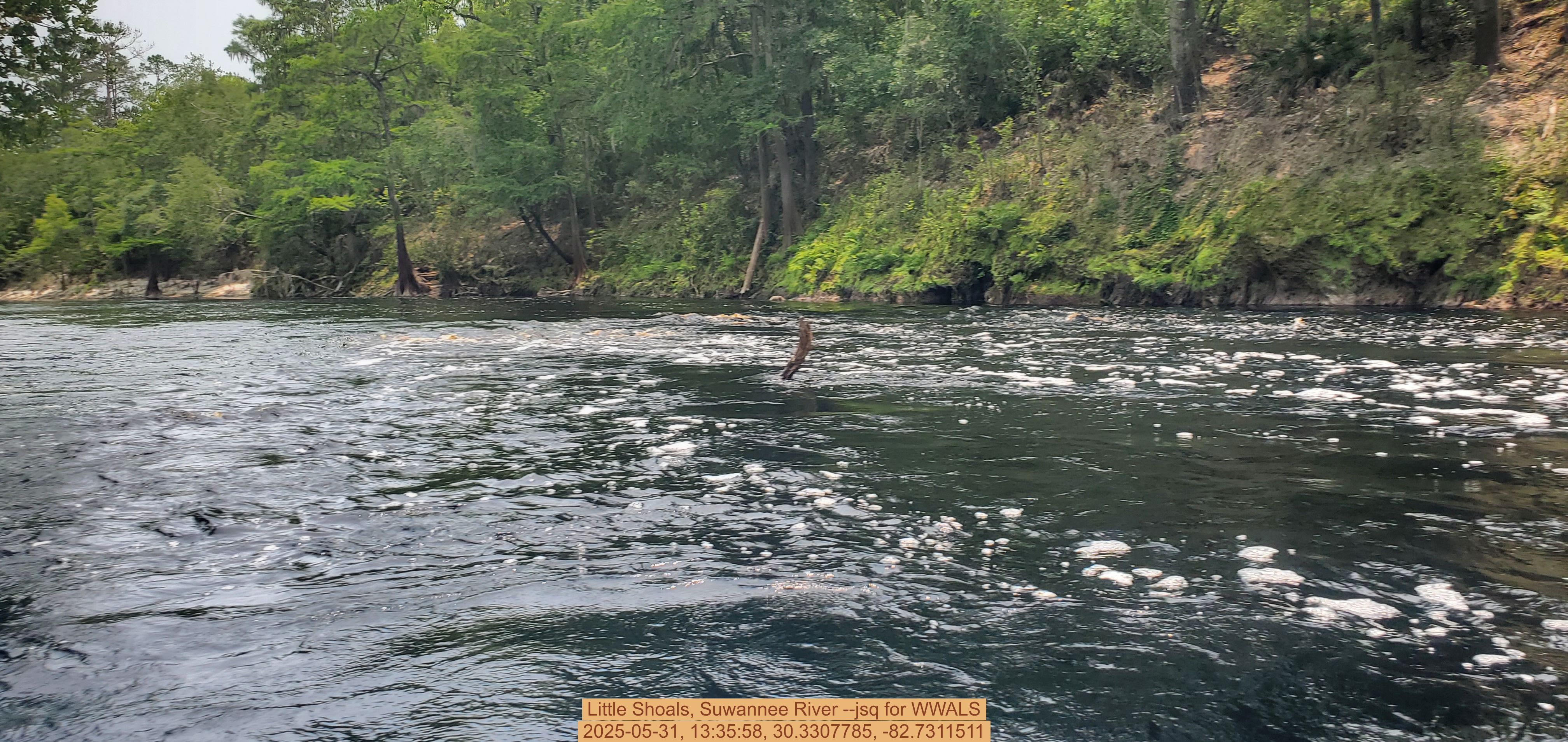 Little Shoals, Suwannee River --jsq for WWALS, 2025-05-31, 13:35:58, 30.3307785, -82.7311511
