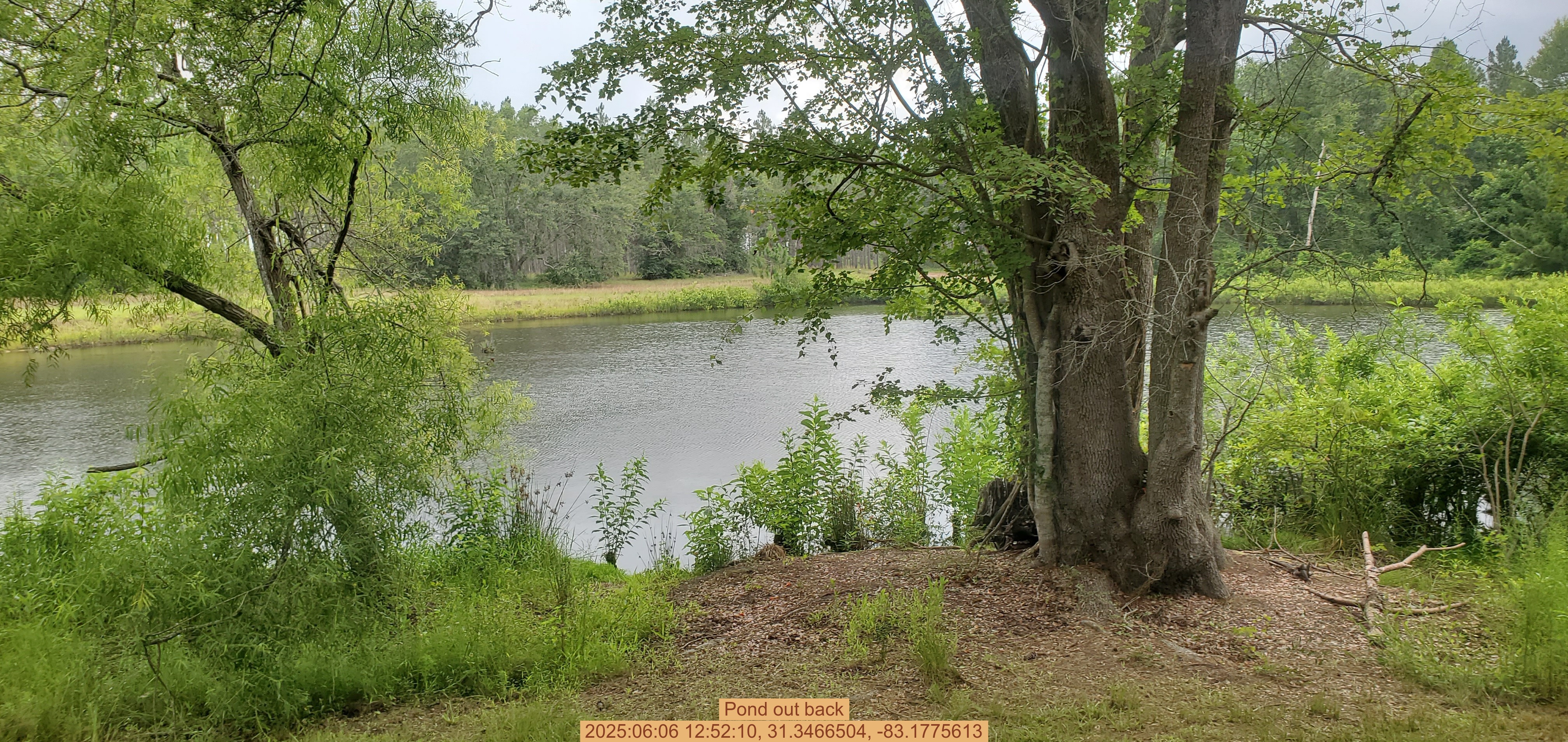 Pond out back, 2025:06:06 12:52:10, 31.3466504, -83.1775613