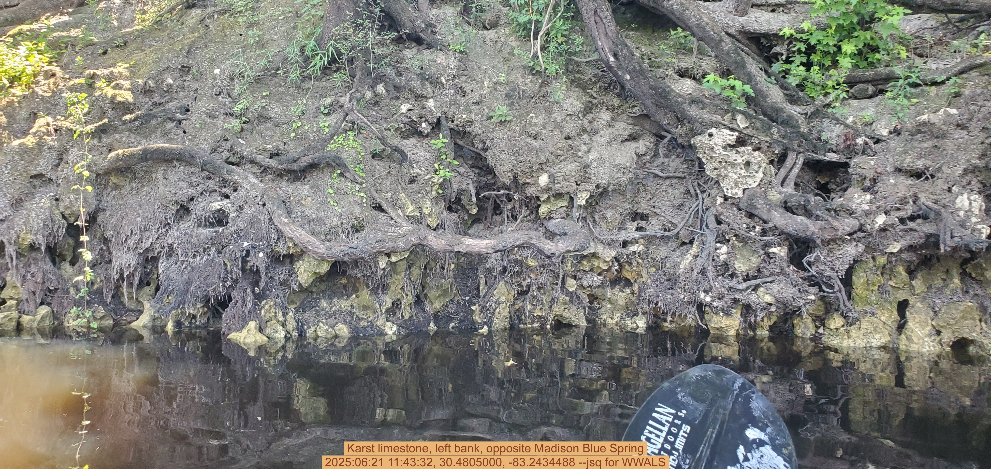 Karst limestone, left bank, opposite Madison Blue Spring, 2025:06:21 11:43:32, 30.4805000, -83.2434488 --jsq for WWALS