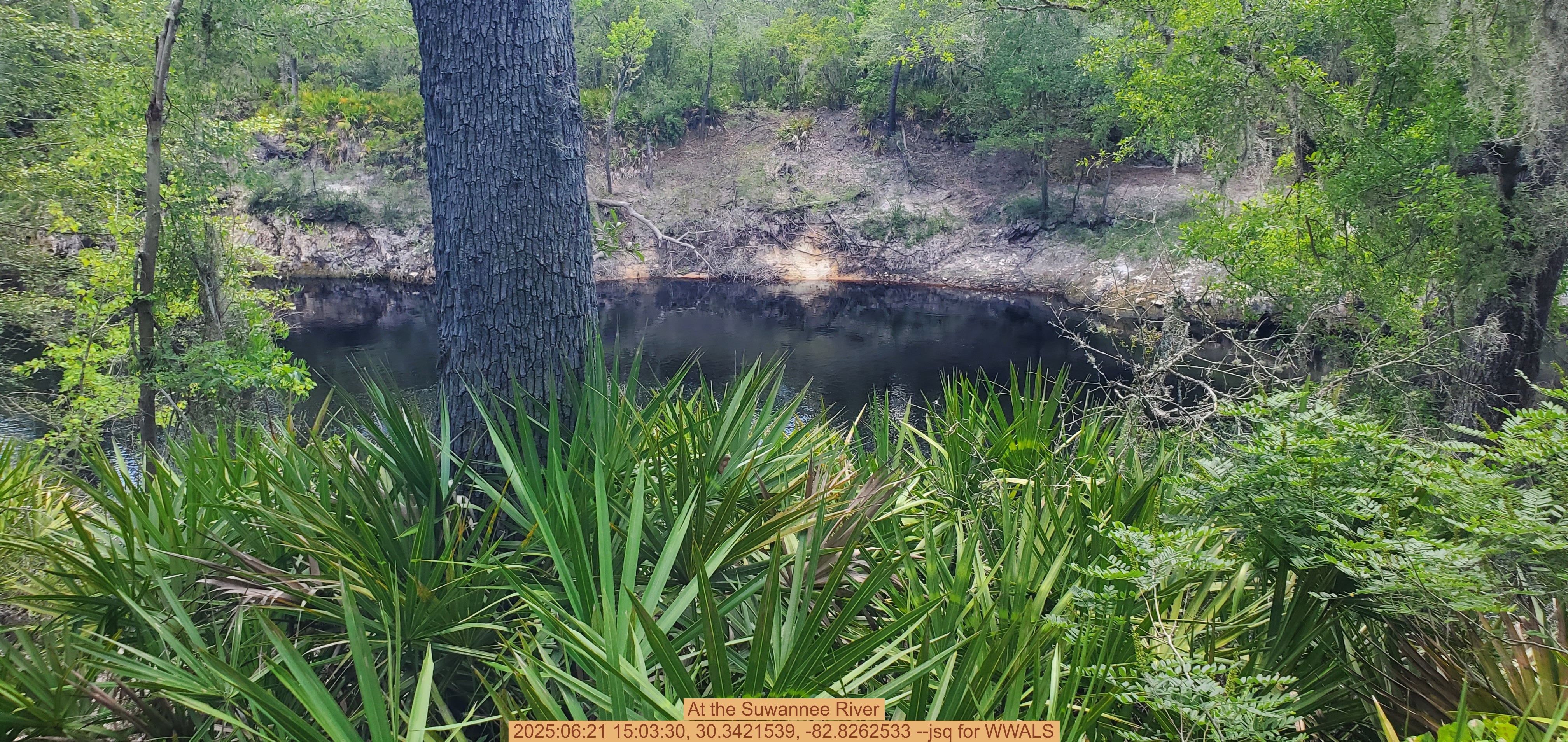 At the Suwannee River, 2025:06:21 15:03:30, 30.3421539, -82.8262533 --jsq for WWALS