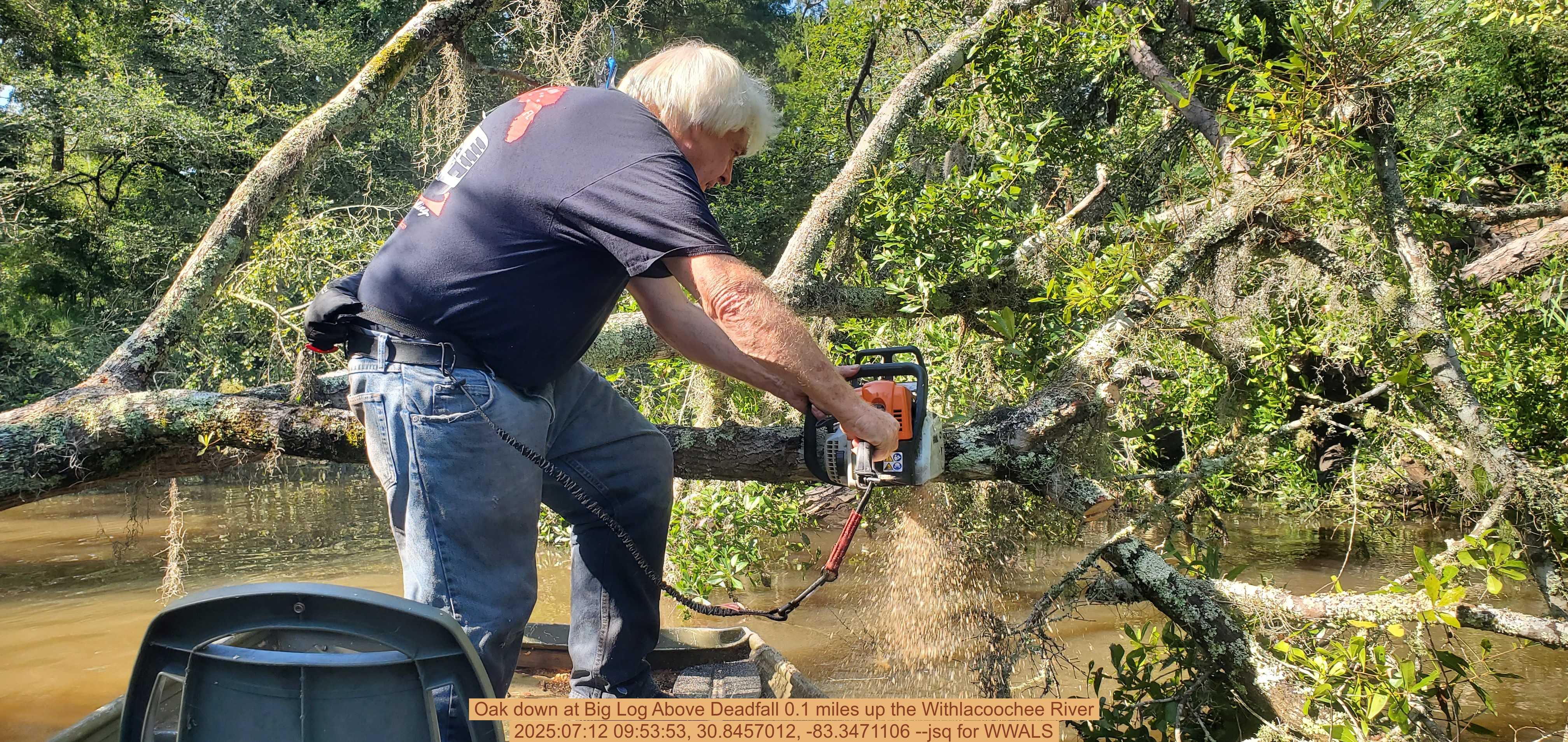 Oak down at Big Log Above Deadfall 0.1 miles up the Withlacoochee River, 2025:07:12 09:53:53, 30.8457012, -83.3471106 --jsq for WWALS