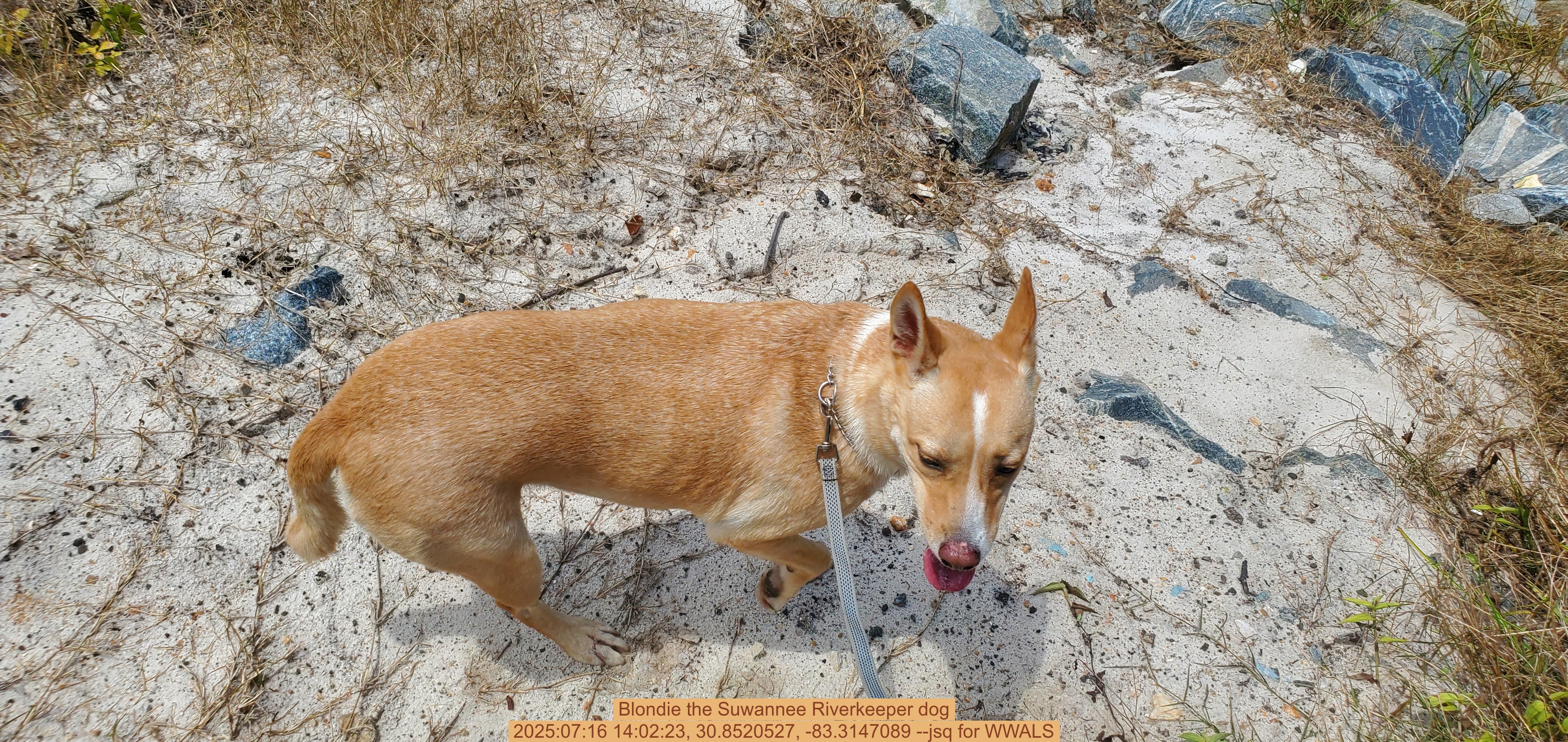 Blondie the Suwannee Riverkeeper dog, 2025:07:16 14:02:23, 30.8520527, -83.3147089 --jsq for WWALS