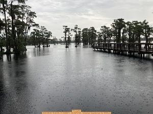 [Tiny gator, 2025:08:09 19:42:05, 31.0346611, -83.0973194 --Gretchen Quarterman for WWALS]