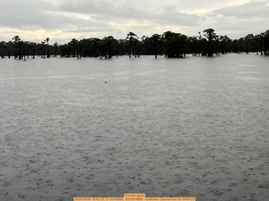 [Another gator, 2025:08:09 19:42:33, 31.0345889, -83.0974889 --Gretchen Quarterman for WWALS]