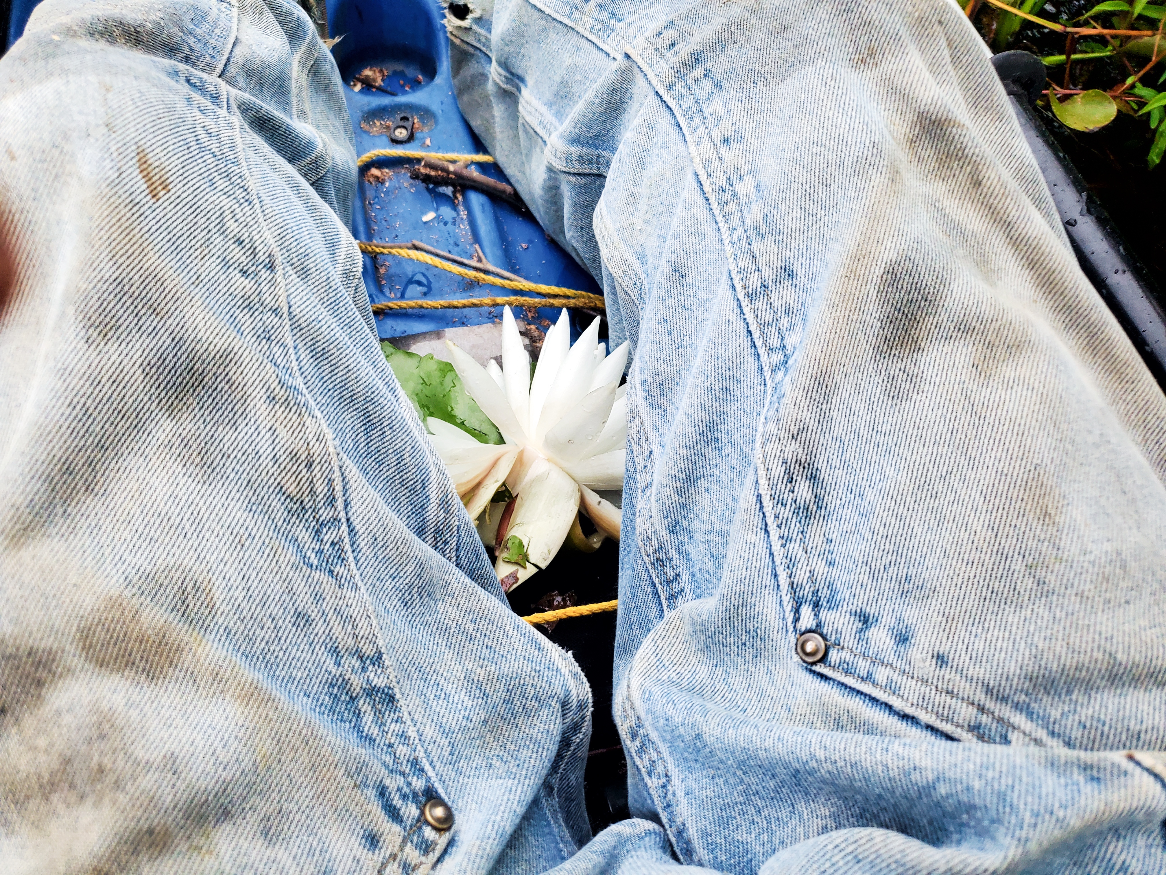 Water lily, 2025-08-23 --jsq for WWALS