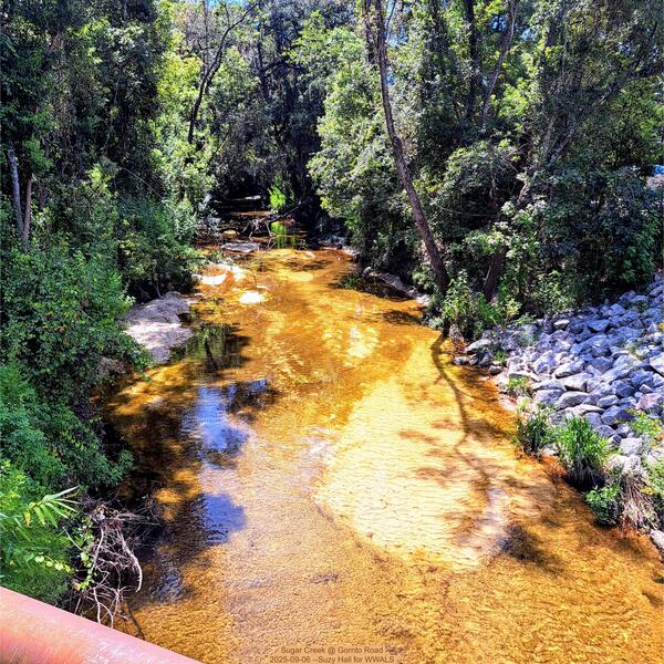 [Sugar Creek @ Gornto Road 2025-09-06 --Suzy Hall for WWALS]
