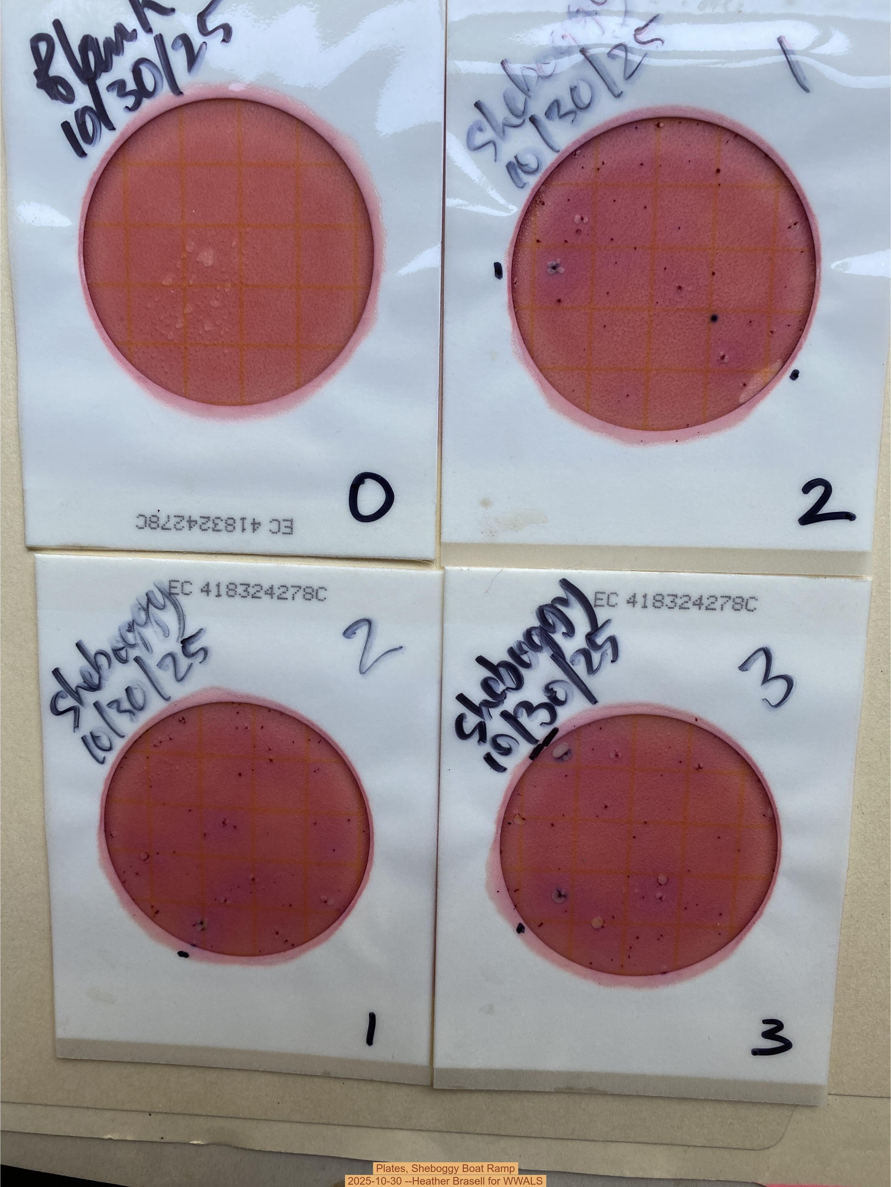 Plates, Sheboggy Boat Ramp 2025-10-30 --Heather Brasell for WWALS
