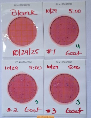 [Plates, Sugar Creek @ WaterGoat 2025-10-29 --Suzy Hall for WWALS]