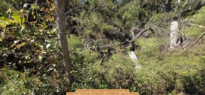 [Downstream aroyo towards Alapaha River Rise, 2025:11:01 13:27:58, 30.4382297, -83.0888168 --jsq for WWALS]