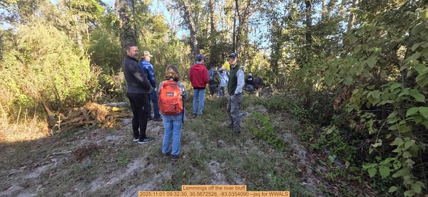 Lemmings off the river bluff, 2025:11:01 09:32:30, 30.5672526, -83.0354090 --jsq for WWALS